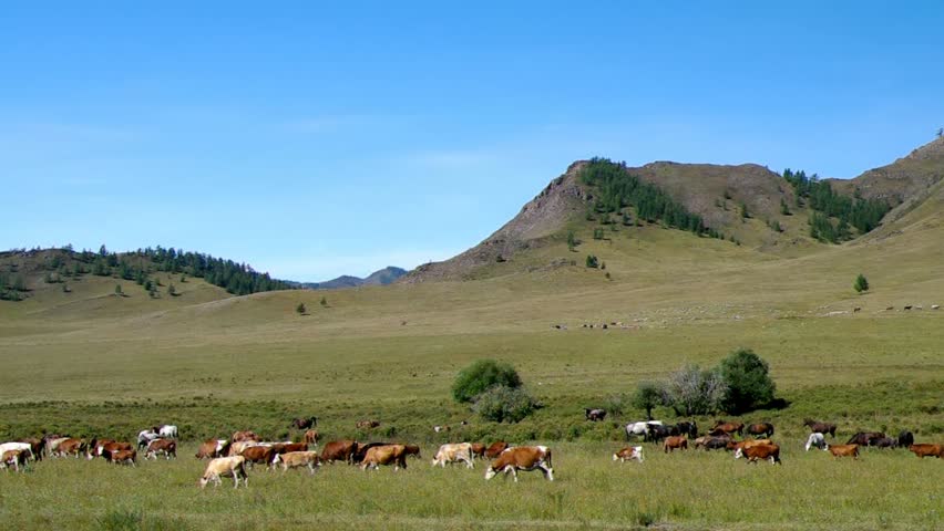 Herd of horses and cows in the mountains