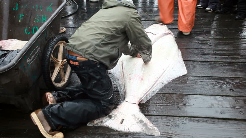 Halibut fish turned in a fillet, cleaned, and cut on a dock in Seward, Alaska. Trophy size fish was two hundred pounds and six foot eight inches in length. Caught deep sea fishing charter.