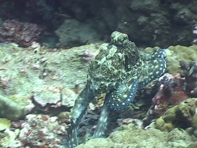 Octopus moving over the reef and changing color and shape several times @ North Twin Plateau, Andaman Sea, Myanmar
