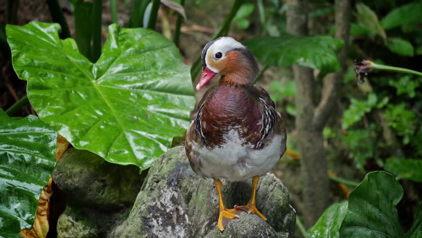 Header of Aix galericulata