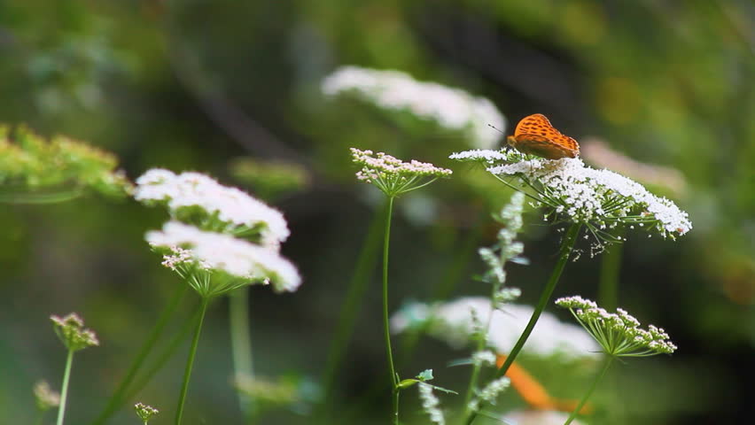 Butterflies and bugs pollinating white yarrow wild plant