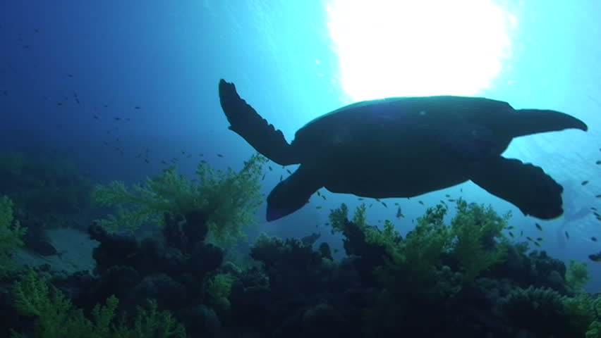 Hawksbill turtle (Eretmochelys imbricata), endangered species, silhouette view of an adult male swiiming over the coral reef. Red sea, Egypt.