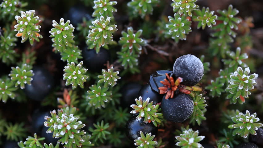 Autumn, tundra, berries