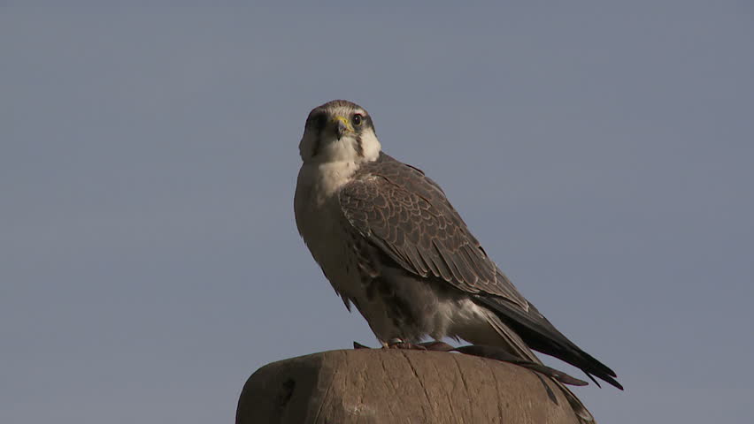 falcon