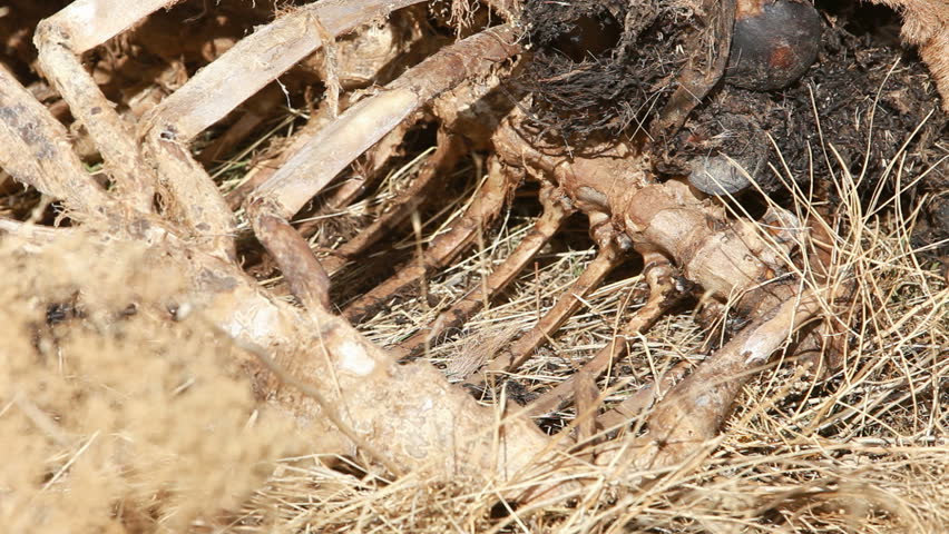 Dead carcass decayed wildlife animal elk close after being poached and left to rot by an illegal hunter. Skin, fur and bones remain after rotting and decomposing in the air.