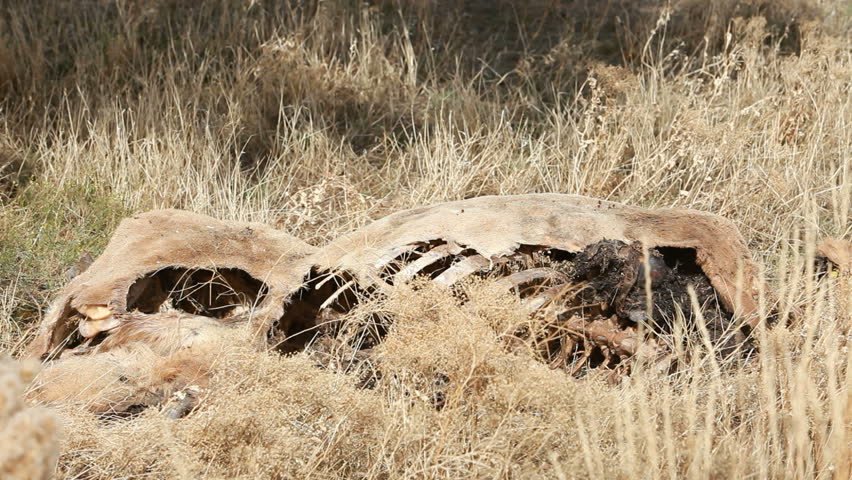 Dead wildlife animal with a dog looking at carcass remains. Elk after being poached and left to rot by an illegal hunter. Skin, fur and bones remain after rotting and decomposing in the air.