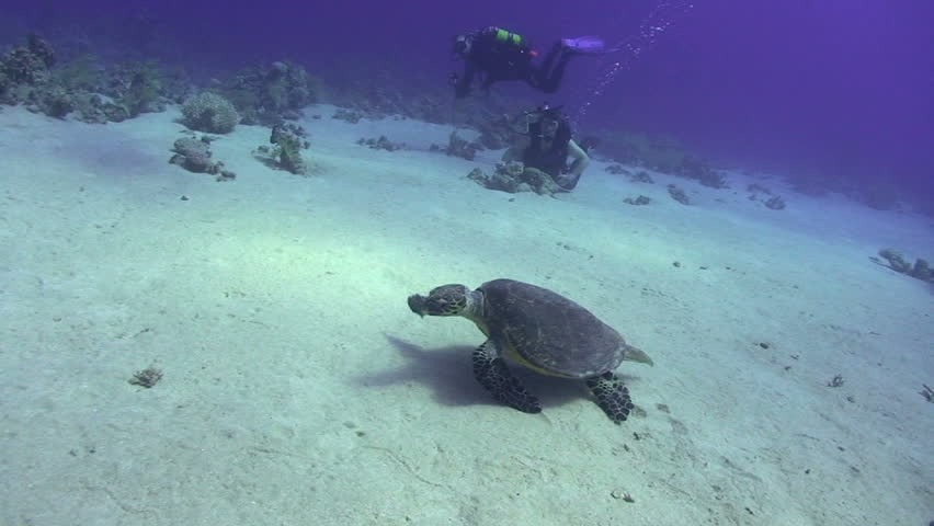 Hawksbill turtle (eretmochelys imbricata), on the sandy ocean floor chewing on soft coral Red Sea, Egypt.