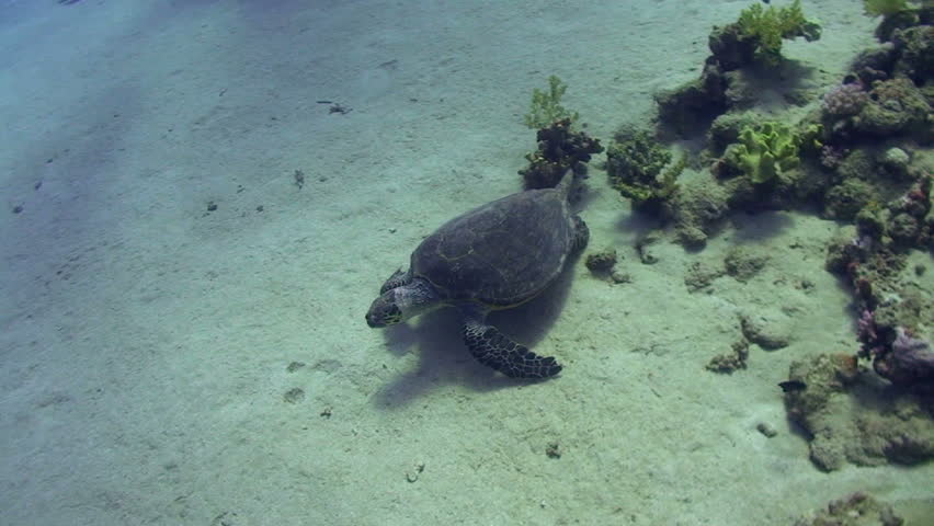 High angle view of a Hawksbill turtle (eretmochelys imbricata), on the sandy ocean floor chewing on soft coral Red Sea, Egypt.