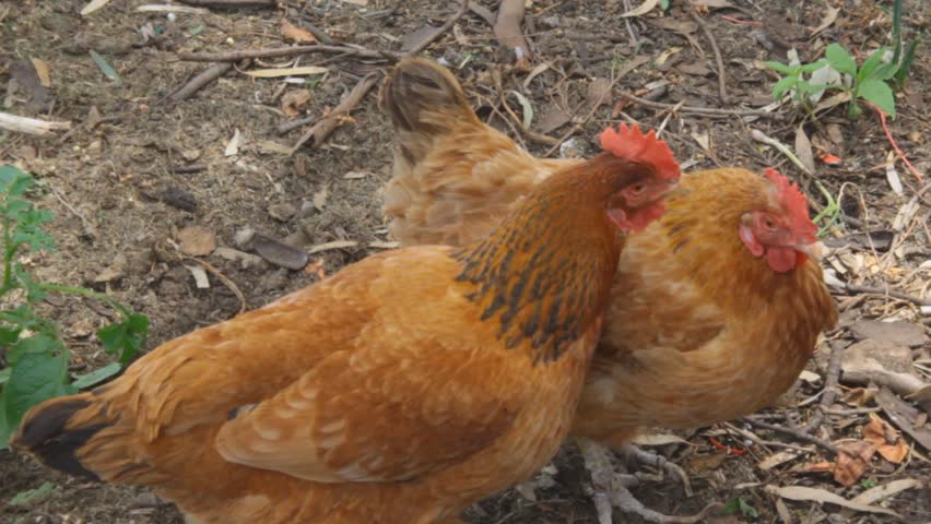 two chickens