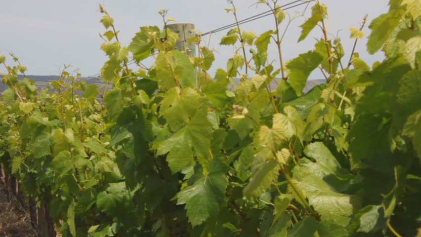 wine vineyard