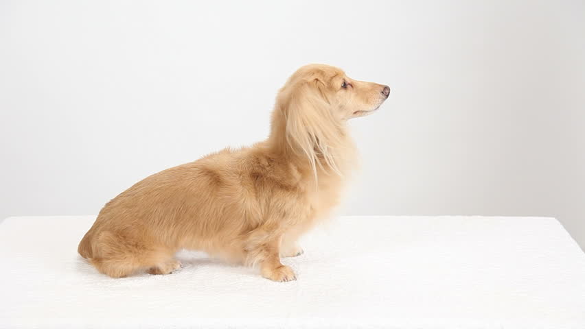 Dachshund be heard with a stethoscope to the woman