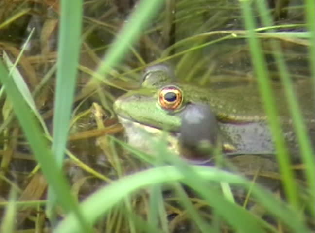 Frog sitting in the water and croaking...