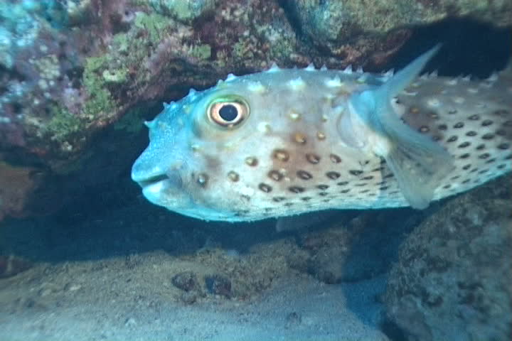 underwater diving video