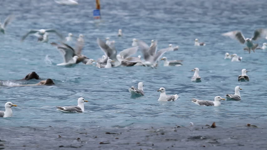 Sea lion, Stellar, swimming towards large school of salmon to catch and eat as seagulls float nearby waiting for scraps. Sea lion shakes fish to kill it before eating it.