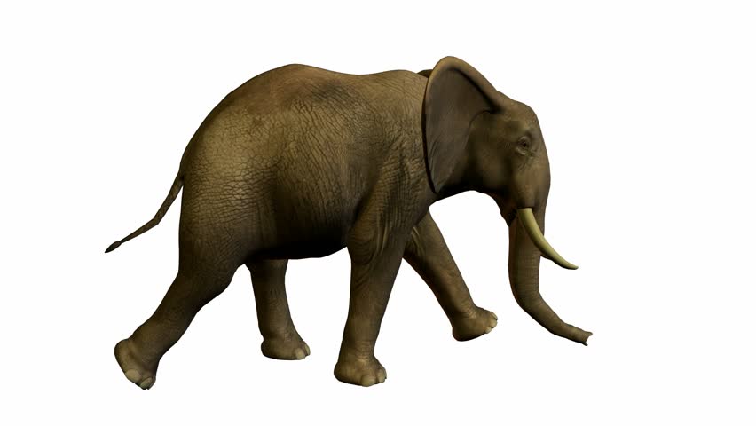 Elephant walking on a white background