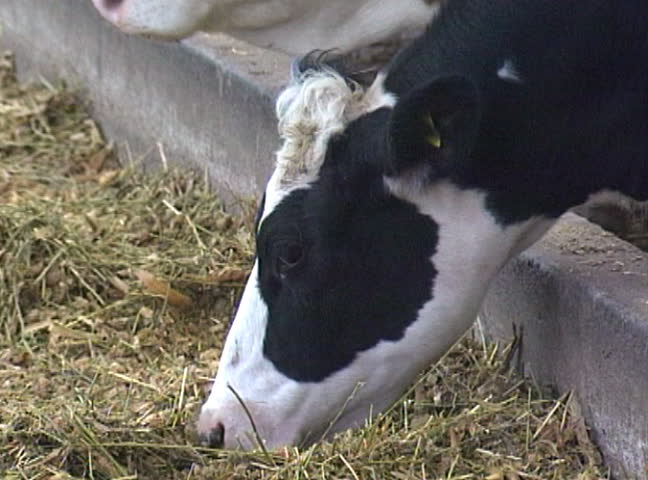 Holstein dairy cow eating silage.