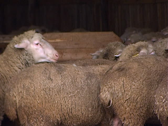 Sheep crowded together fill frame