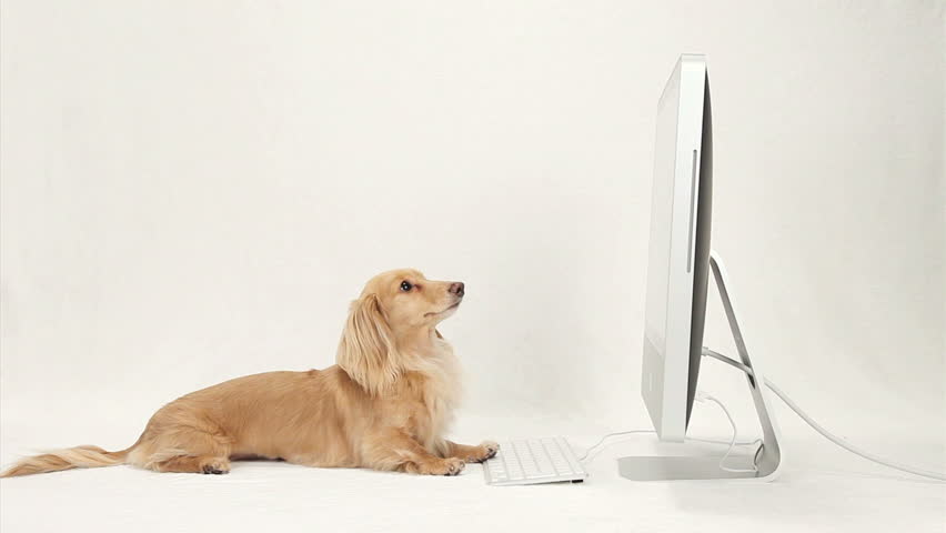 Dachshund looking at a monitor