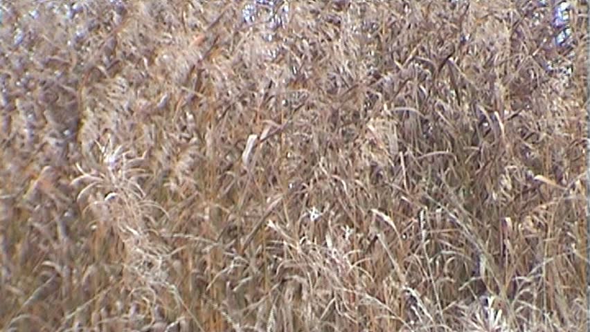 Texture of the grass in a bay, tripod, 16x9