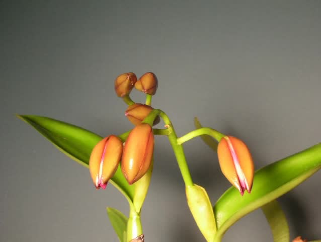 A time lapse clip of multiple buds opening of the orchid BLC Haw Yuan