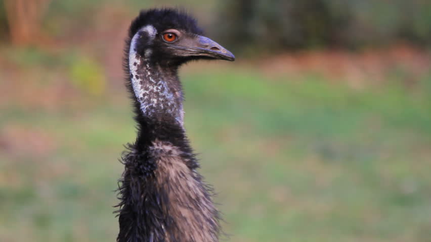 Close up on emu head, the largest bird native to Australia
