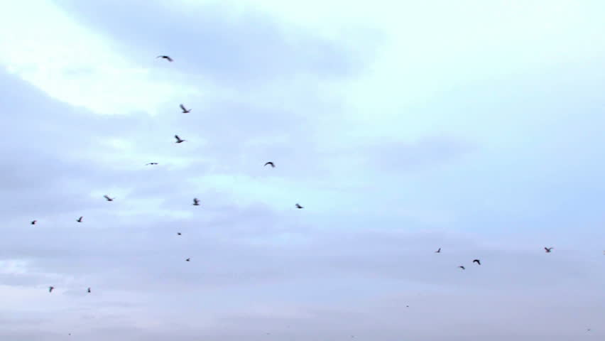 Flight of a flock of birds. A large flock of birds flying in the sky.