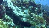 3 legged hawksbill turtle (Eretmochelys imbricata) chased by clark anemonefish
