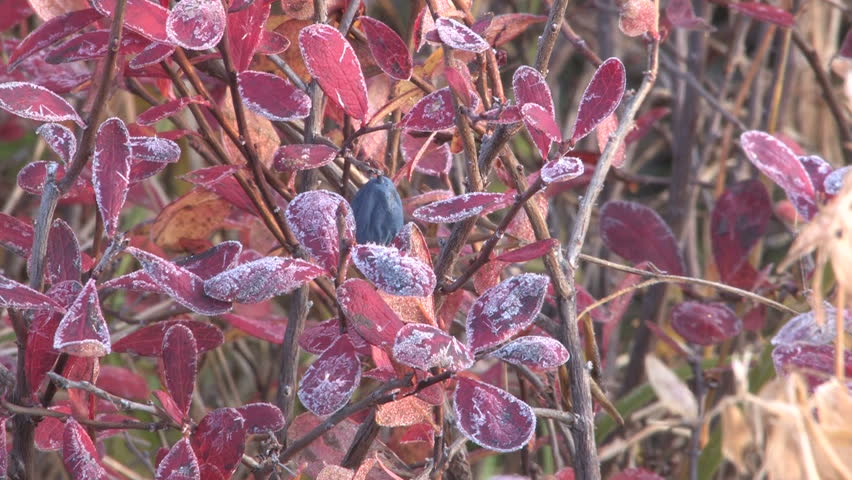 autumn, tundra, berries