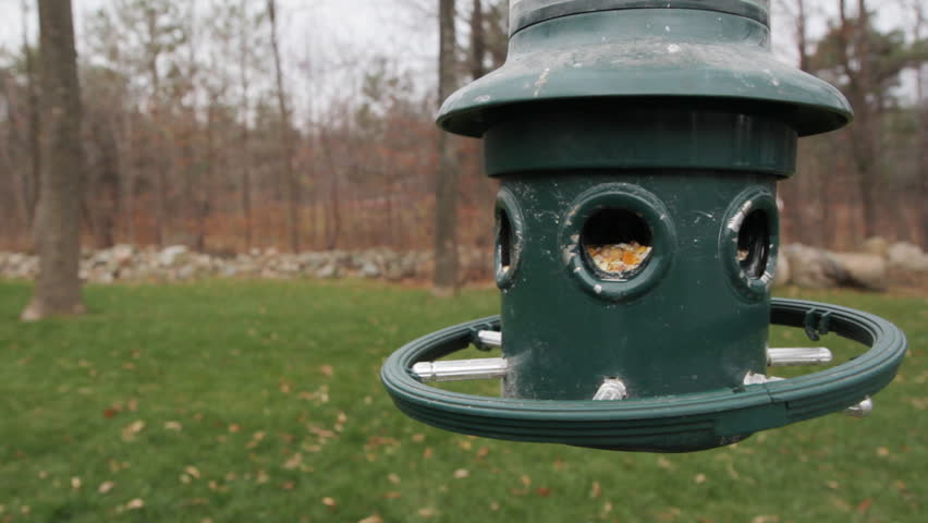 Chickadee feeds. A chickadee feeds on bird seed at a bird feeder. A second chickadee briefly enters the shot. Shallow depth of field. Ontario, Canada. 