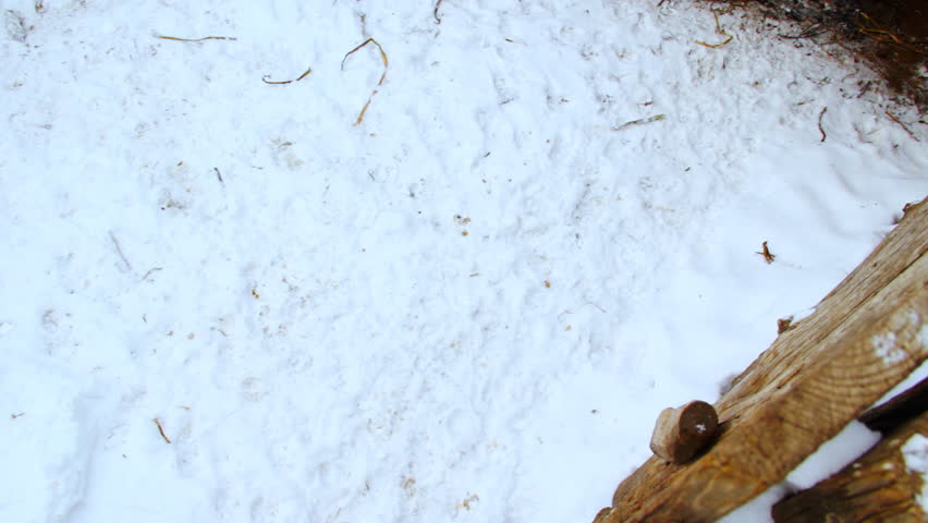 Two curious pigs are walking in the paddock. Winter shot
