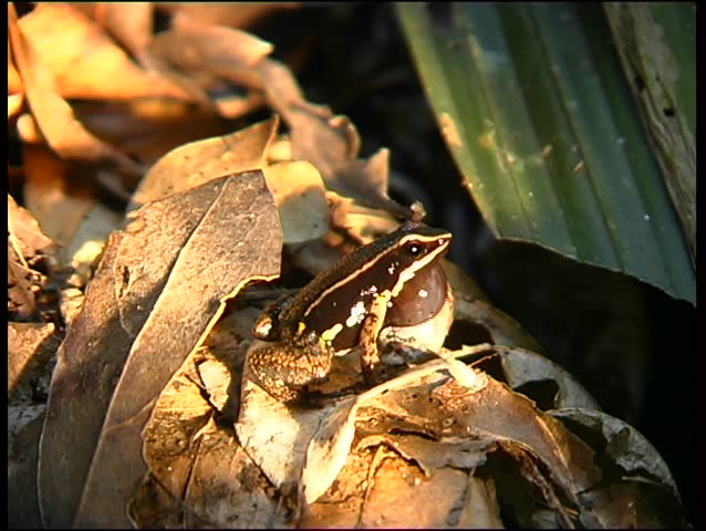 Spotted-thighed Poison-frog Allobates femoralis, male calling