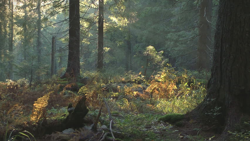 Fairy forest autumn 