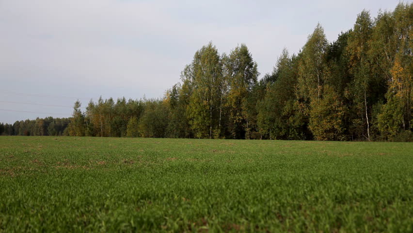 Focus on field with young sprout and forest -windy day