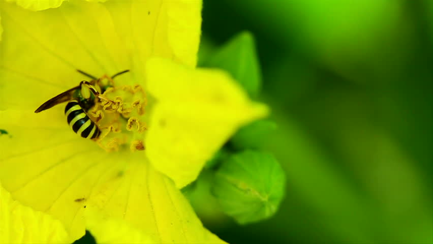Bee Pollinates loofah flower