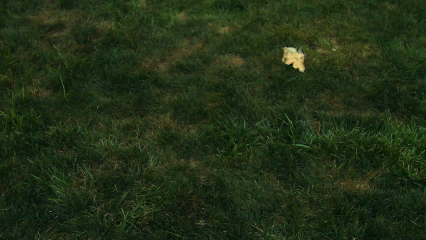 beagle and fox terrier scrap 