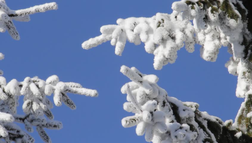 Snow On Tree Branches On Stock Footage Video (100% Royalty-free