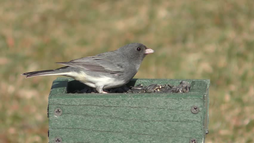 Dark-eyed Junco - Junco Hyemalis Image - Free Stock Photo - Public 