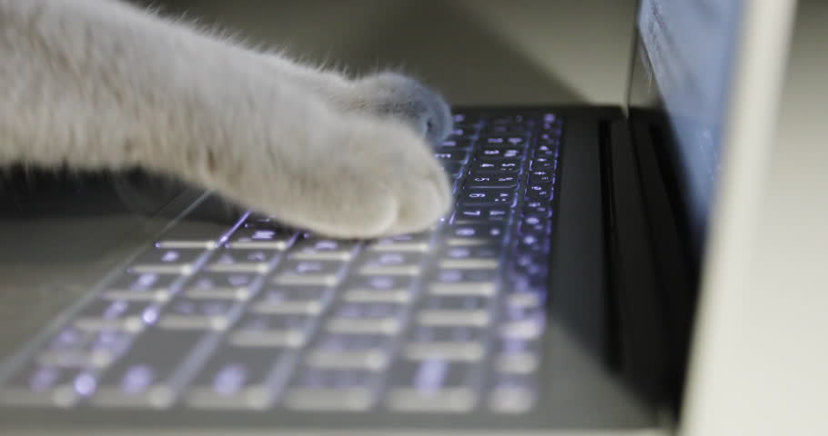 typing cat