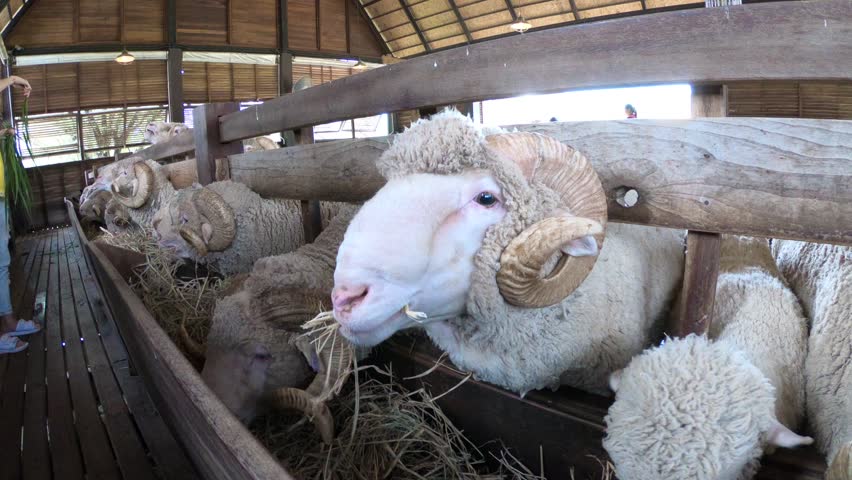 Header of merino