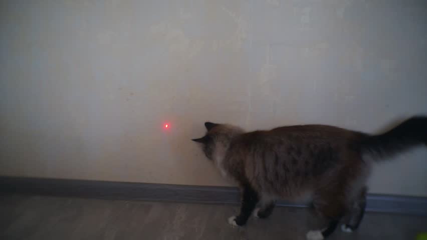 is playing with a laser bad for cats