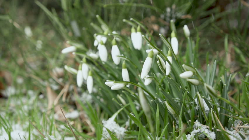 First Snow In The Flower Garden Stock Footage Video | Shutterstock