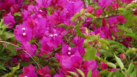 Bougainvillea Known Buganvilla Bugambilia Bouganvilla Pokok Stock Footage  Video (100% Royalty-free) 1007348848 | Shutterstock