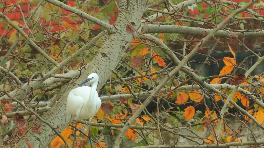 Header of aigrette