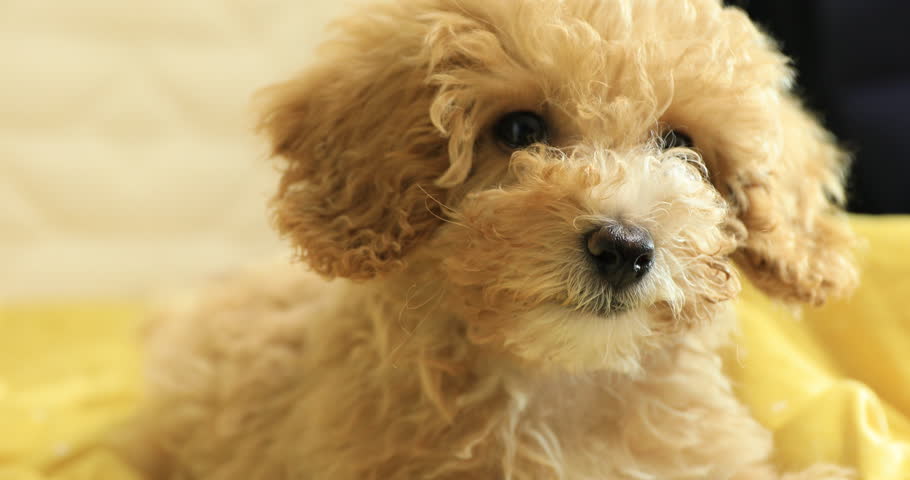 Header of poodle