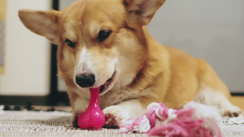 Header of corgi
