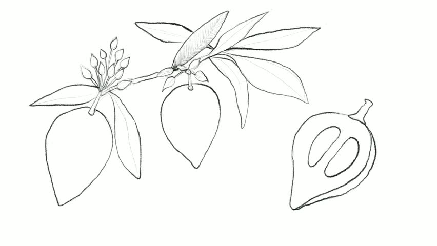 Header of canistel