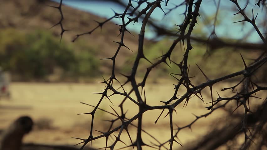 Header of thorny