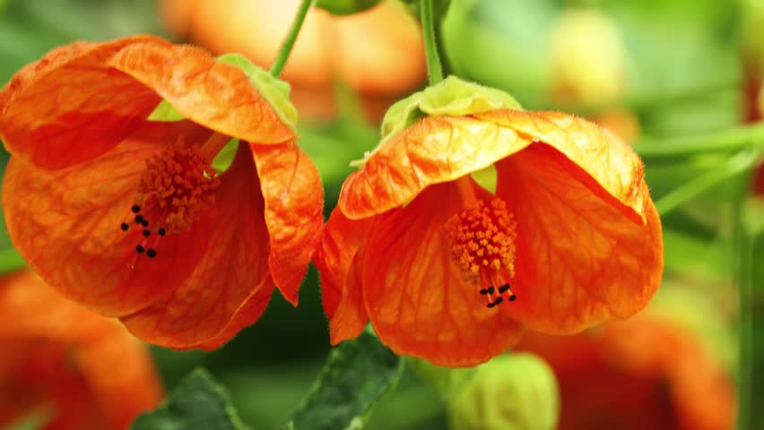 Header of velvetleaf