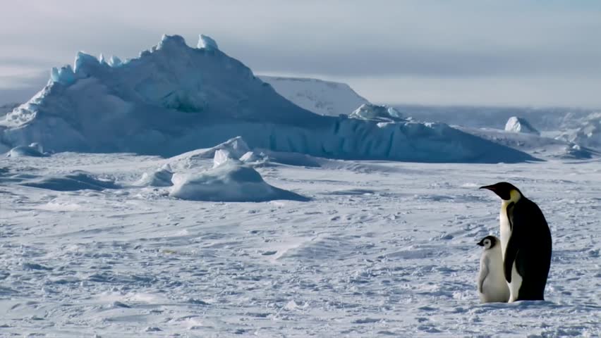 Large icebergs in the water in Antarctica image - Free stock photo ...