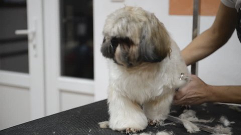 Haircut Shihtzu Dog Grooming Salon Stock Footage Video (100% Royalty-free)  1008106288 | Shutterstock